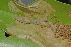 uploads/images/pest/leaf webber.jpg